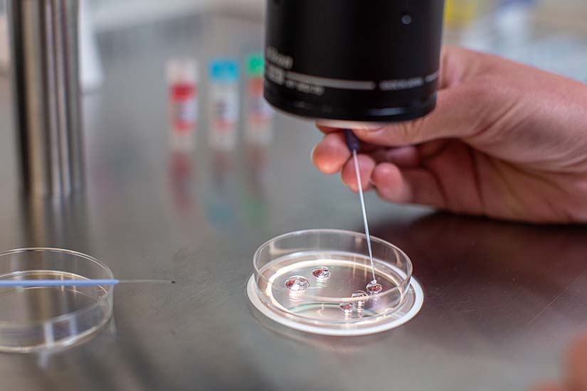 Vitrifikace - zamrazení embryí po IVF